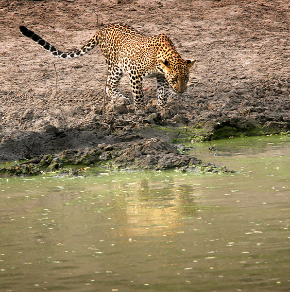 SRILANKA10019 02W