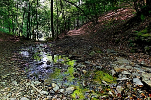 IMG_12828_02W.jpg